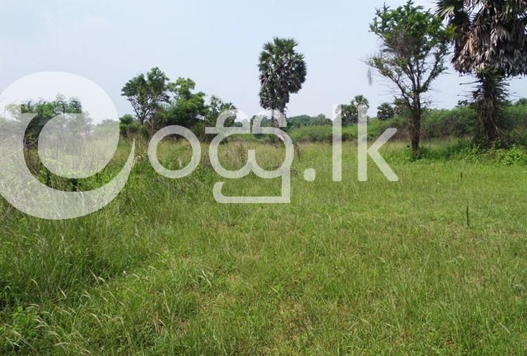 22 Acres Land in Puttalam Land in Puttalam