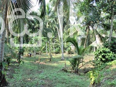1 Acre Coconut Estate at Bandaragama Kalutara Land in Bandaragama