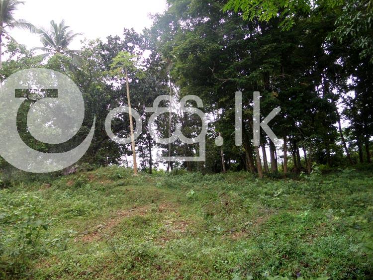 A Valuable 285 Perches Land in Horana Land in Horana