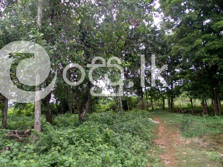 A Valuable 285 Perches Land in Horana Land in Horana